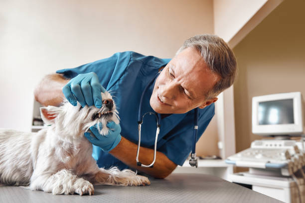 Best Emergency Root Canal Treatment in Derwood, MD